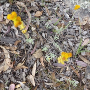 Chrysocephalum apiculatum at Isaacs, ACT - 12 Apr 2015 10:35 AM