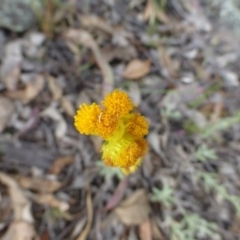 Chrysocephalum apiculatum at Isaacs, ACT - 12 Apr 2015