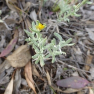 Chrysocephalum apiculatum at Isaacs, ACT - 12 Apr 2015