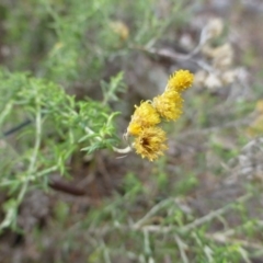 Chrysocephalum semipapposum (Clustered Everlasting) at Isaacs, ACT - 11 Apr 2015 by FranM