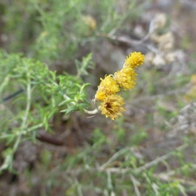 Chrysocephalum semipapposum (Clustered Everlasting) at Isaacs, ACT - 12 Apr 2015 by FranM