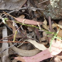 Grona varians (Slender Tick-Trefoil) at Isaacs, ACT - 11 Apr 2015 by FranM