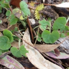 Dichondra repens (Kidney Weed) at - 11 Apr 2015 by FranM