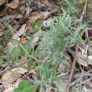 Glycine clandestina at Isaacs, ACT - 12 Apr 2015