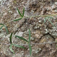 Glycine clandestina at Isaacs, ACT - 12 Apr 2015 10:31 AM