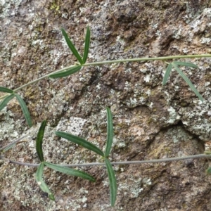 Glycine clandestina at Isaacs, ACT - 12 Apr 2015