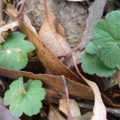 Hydrocotyle laxiflora (Stinking Pennywort) at Isaacs, ACT - 12 Apr 2015 by FranM