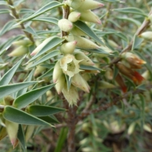 Melichrus urceolatus at Isaacs Ridge - 12 Apr 2015 09:40 AM