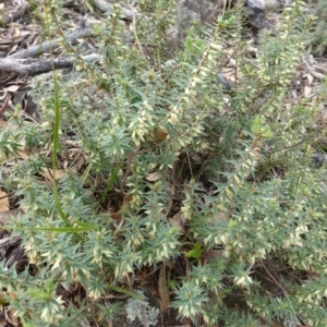 Melichrus urceolatus at Isaacs Ridge - 12 Apr 2015