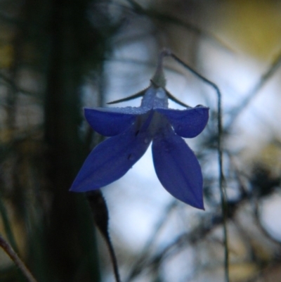 Wahlenbergia capillaris (Tufted Bluebell) at Fadden, ACT - 21 Feb 2015 by RyuCallaway