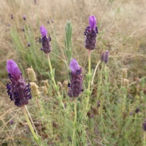 Lavandula stoechas at Isaacs, ACT - 12 Apr 2015