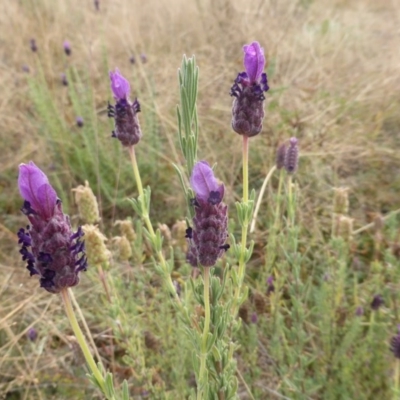 Lavandula stoechas (Spanish Lavender or Topped Lavender) at Isaacs, ACT - 12 Apr 2015 by Mike