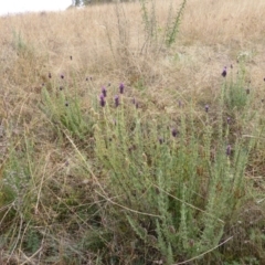 Lavandula stoechas at Isaacs, ACT - 12 Apr 2015