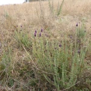 Lavandula stoechas at Isaacs, ACT - 12 Apr 2015