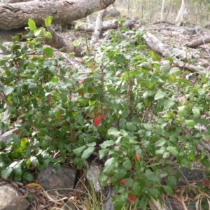 Berberis aquifolium at Isaacs, ACT - 12 Apr 2015