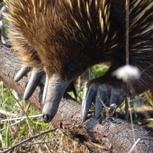 Tachyglossus aculeatus at Red Hill, ACT - 11 Sep 2018