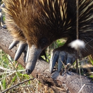 Tachyglossus aculeatus at Red Hill, ACT - 11 Sep 2018 04:58 PM