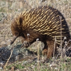 Tachyglossus aculeatus at Red Hill, ACT - 11 Sep 2018 04:58 PM