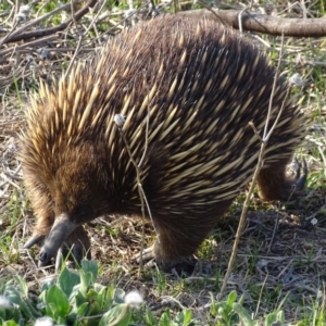 Tachyglossus aculeatus at Red Hill, ACT - 11 Sep 2018 04:58 PM