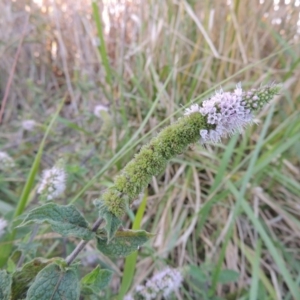 Mentha spicata at Gordon, ACT - 11 Apr 2015