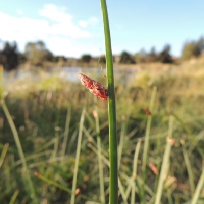 Schoenoplectus pungens (Common Three-Square) at Gordon, ACT - 11 Apr 2015 by MichaelBedingfield