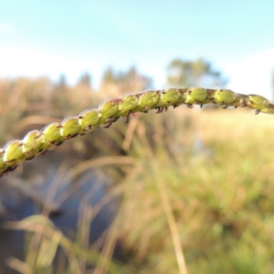 Paspalum dilatatum (Paspalum) at Point Hut Pond - 11 Apr 2015 by michaelb