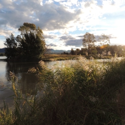 Phragmites australis (Common Reed) at Gordon, ACT - 11 Apr 2015 by MichaelBedingfield