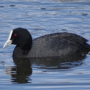 Fulica atra at Fyshwick, ACT - 12 Sep 2018