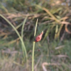 Schoenoplectus pungens (Common Three-Square) at Gordon, ACT - 11 Apr 2015 by MichaelBedingfield