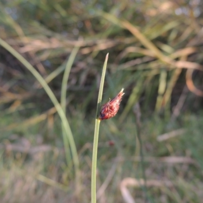 Schoenoplectus pungens (Common Three-Square) at Gordon, ACT - 11 Apr 2015 by MichaelBedingfield