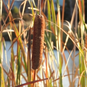 Typha orientalis at Gordon, ACT - 11 Apr 2015 06:34 PM