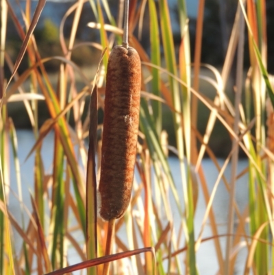 Typha orientalis (Broad-leaved Cumbumgi) at Gordon, ACT - 11 Apr 2015 by MichaelBedingfield