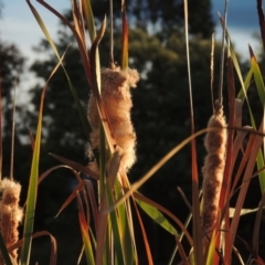 Typha orientalis at Gordon, ACT - 11 Apr 2015 06:34 PM