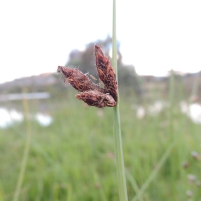 Schoenoplectus pungens (Common Three-Square) at Gordon, ACT - 11 Apr 2015 by MichaelBedingfield