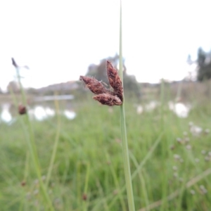 Schoenoplectus pungens at Gordon, ACT - 11 Apr 2015