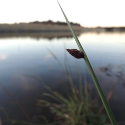 Schoenoplectus pungens (Common Three-Square) at Gordon, ACT - 11 Apr 2015 by MichaelBedingfield