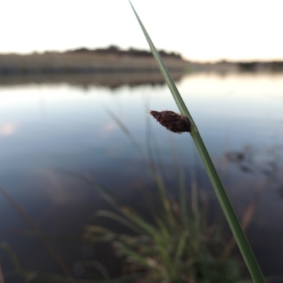 Schoenoplectus pungens (Common Three-Square) at Gordon, ACT - 11 Apr 2015 by michaelb