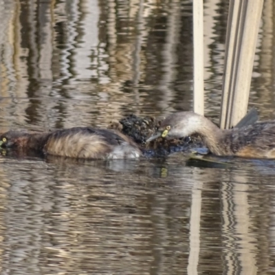 Tachybaptus novaehollandiae (Australasian Grebe) at Jerrabomberra Wetlands - 12 Sep 2018 by roymcd