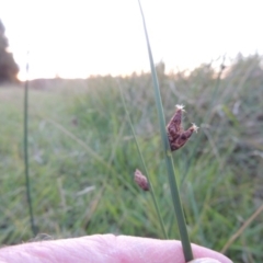 Schoenoplectus pungens (Common Three-Square) at Gordon, ACT - 11 Apr 2015 by MichaelBedingfield