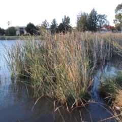 Typha domingensis (Bullrush) at Gordon, ACT - 9 Apr 2015 by MichaelBedingfield