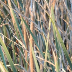 Typha domingensis at Gordon, ACT - 9 Apr 2015