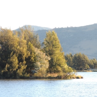 Casuarina cunninghamiana subsp. cunninghamiana (River She-Oak, River Oak) at Point Hut Pond - 9 Apr 2015 by michaelb