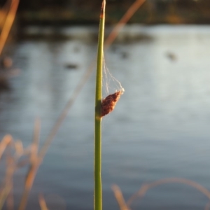 Schoenoplectus pungens at Gordon, ACT - 9 Apr 2015 06:54 PM