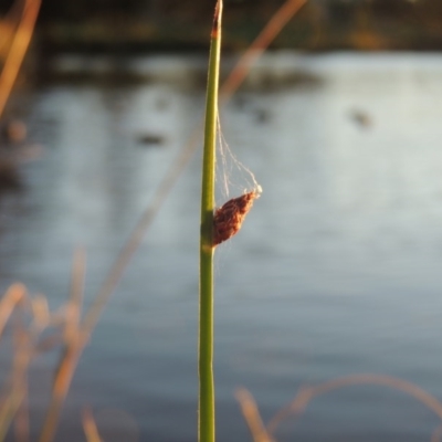 Schoenoplectus pungens (Common Three-Square) at Gordon, ACT - 9 Apr 2015 by MichaelBedingfield