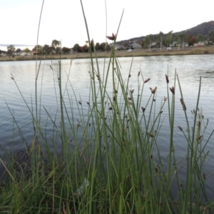 Schoenoplectus pungens at Gordon, ACT - 9 Apr 2015