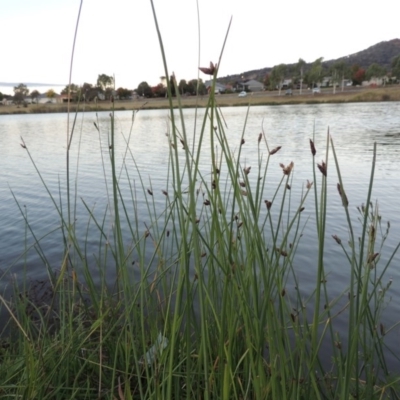 Schoenoplectus pungens (Common Three-Square) at Point Hut Pond - 9 Apr 2015 by michaelb