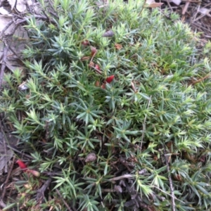 Styphelia humifusum at Majura, ACT - 13 Apr 2015 09:35 AM