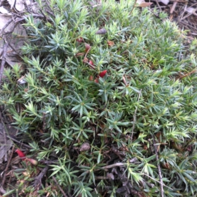 Astroloma humifusum (Cranberry Heath) at Mount Ainslie - 12 Apr 2015 by SilkeSma