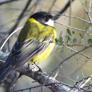 Pachycephala pectoralis at Garran, ACT - 12 Sep 2018 05:04 PM