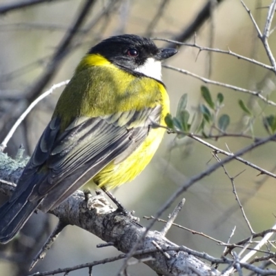 Pachycephala pectoralis (Golden Whistler) at Garran, ACT - 12 Sep 2018 by roymcd